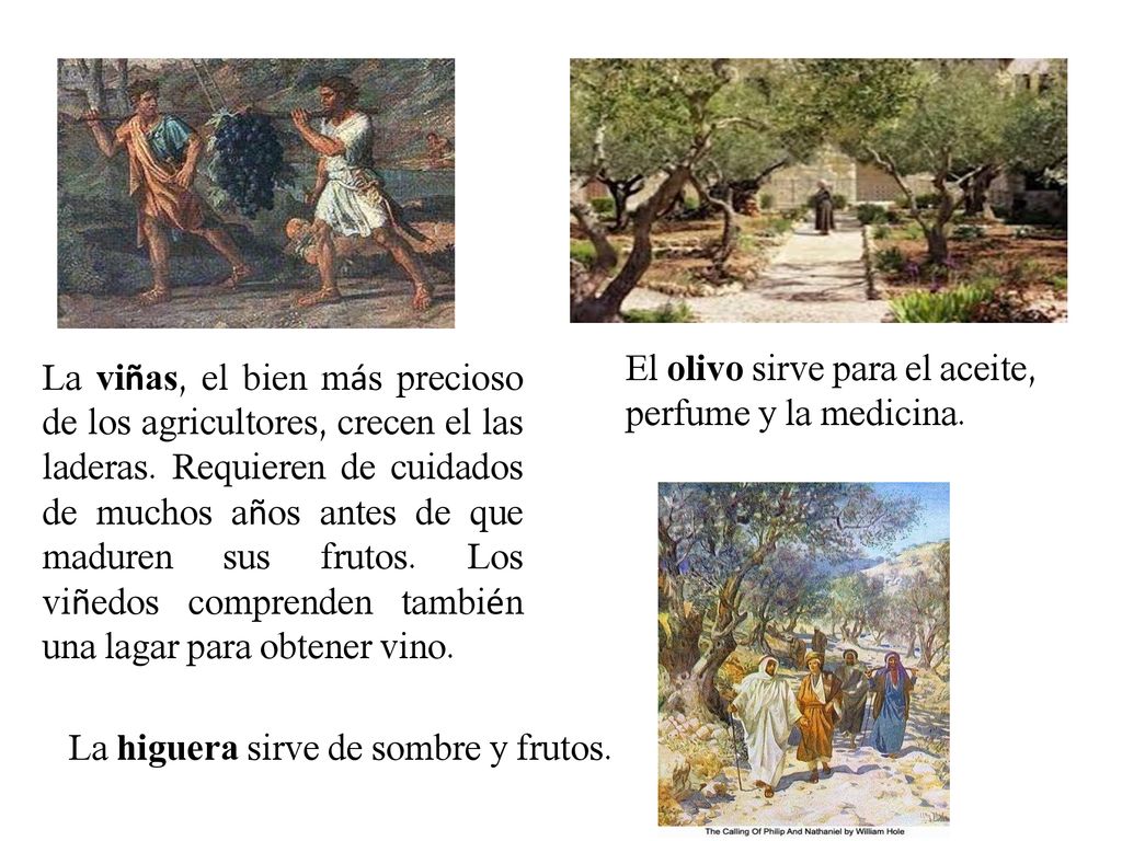 El olivo sirve para el aceite, perfume y la medicina.
