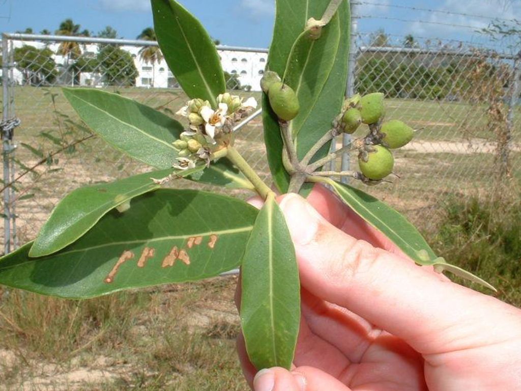 Mangle Negro - Flores blancas. - Fruta lisa, achatada , de forma de lágrima