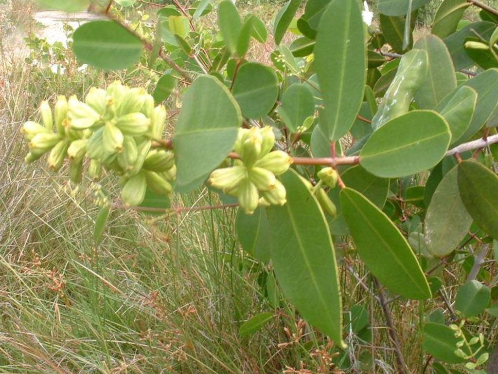 Mangle Blanco - La fruta es verde, con indentaciones y en racimos.