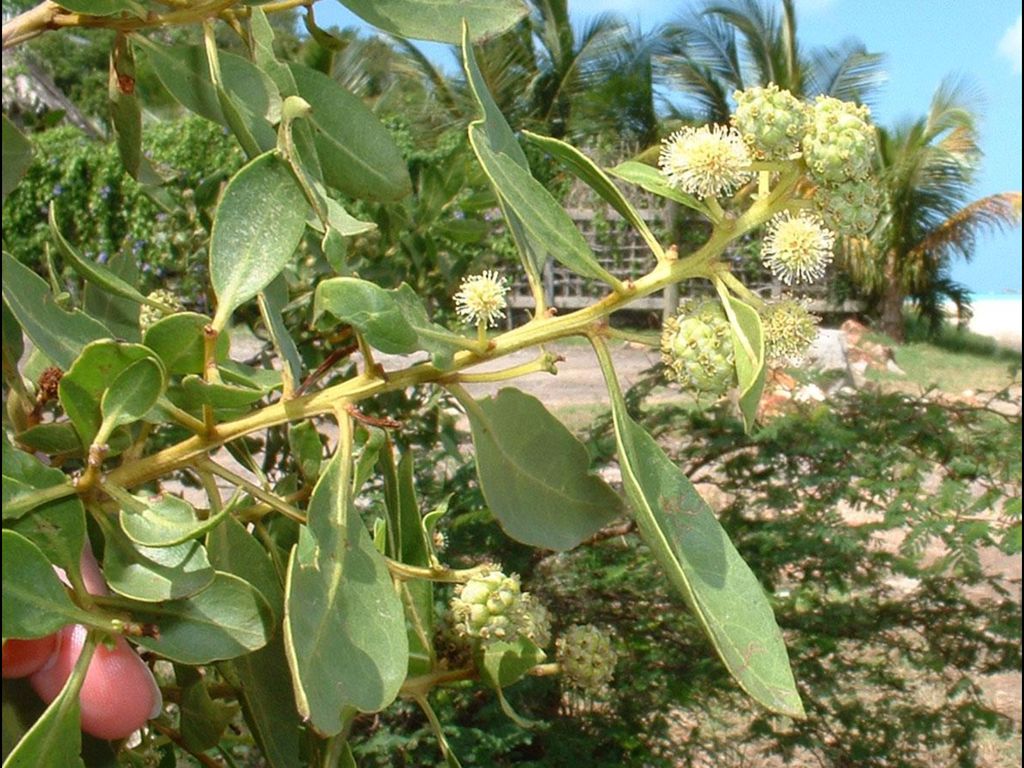 Botoncillo - Las flores son muy pequeñas y en moñas. - Las frutas son en moñas como cabezas redondeadas (como un botón redondo)