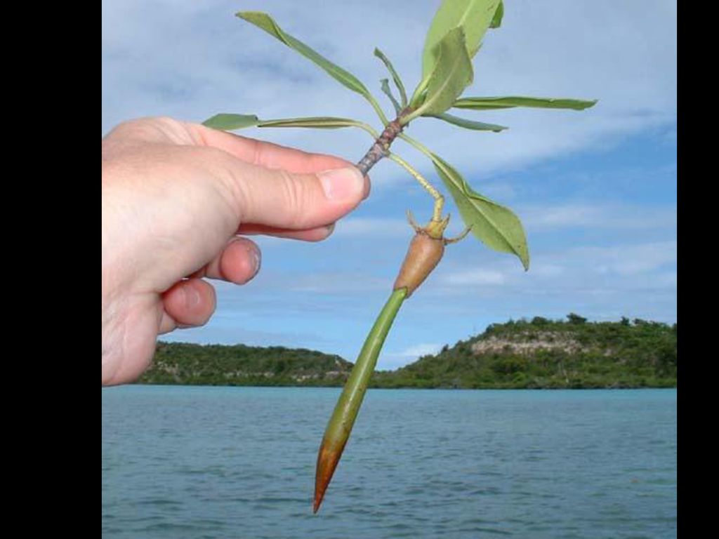 Mangle Rojo - La fruta es una plántula o propágulo con apariencia de torpedo.