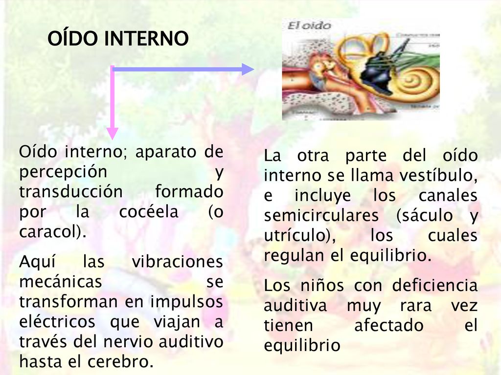 OÍDO INTERNO Oído interno; aparato de percepción y transducción formado por la cocéela (o caracol).