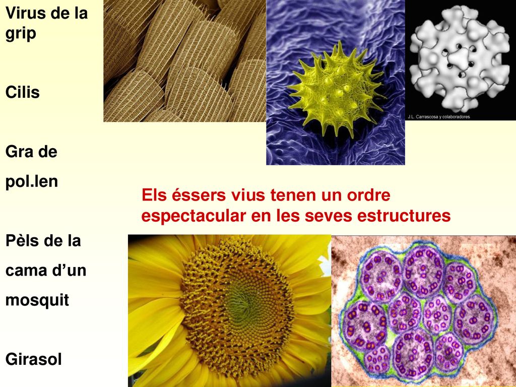Els éssers vius tenen un ordre espectacular en les seves estructures