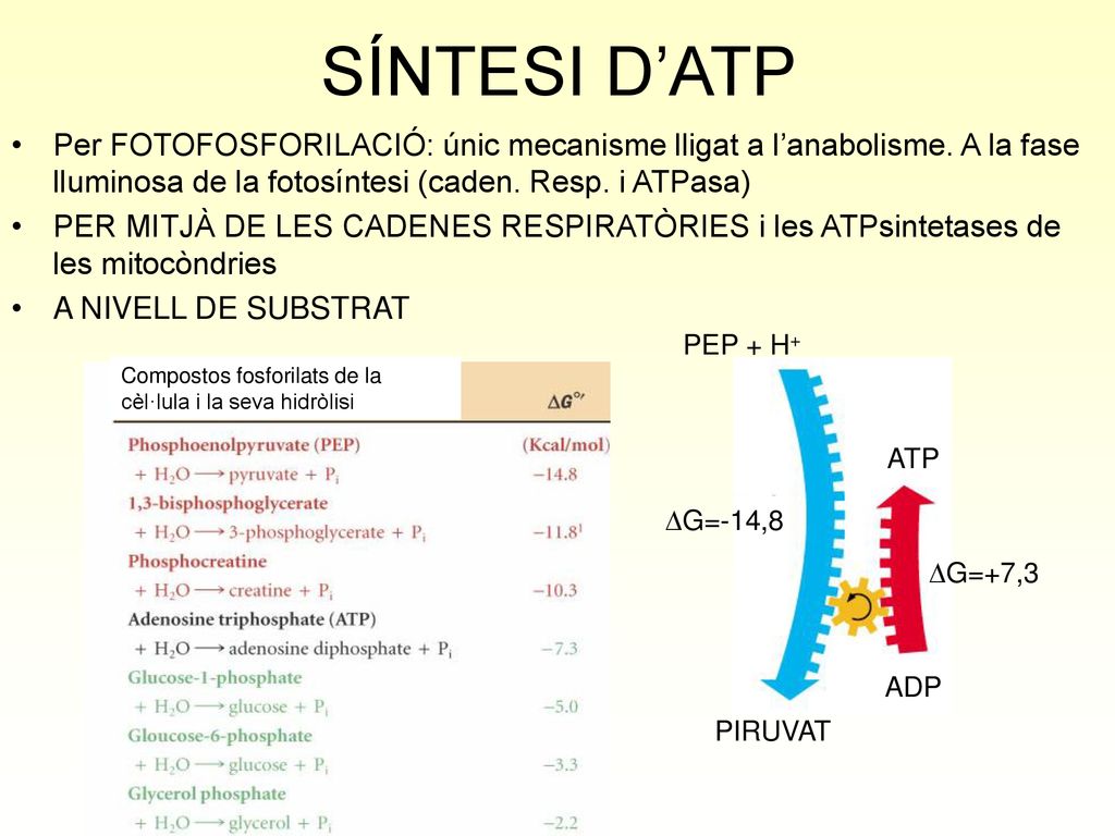 SÍNTESI D’ATP Per FOTOFOSFORILACIÓ: únic mecanisme lligat a l’anabolisme. A la fase lluminosa de la fotosíntesi (caden. Resp. i ATPasa)
