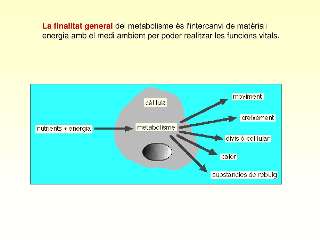 La finalitat general del metabolisme és l intercanvi de matèria i energia amb el medi ambient per poder realitzar les funcions vitals.
