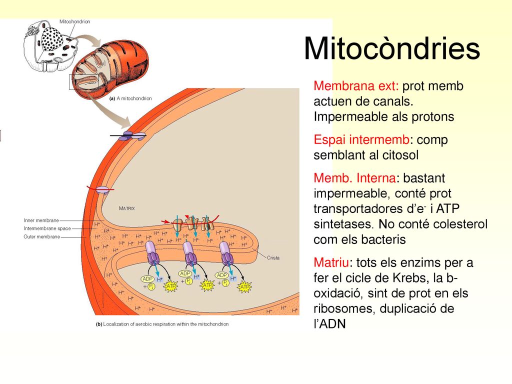 Mitocòndries Membrana ext: prot memb actuen de canals. Impermeable als protons. Espai intermemb: comp semblant al citosol.