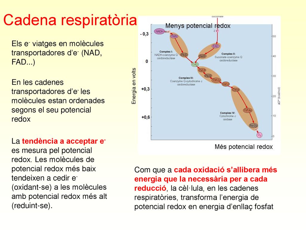 Cadena respiratòria Els e- viatges en molècules transportadores d’e- (NAD, FAD...)