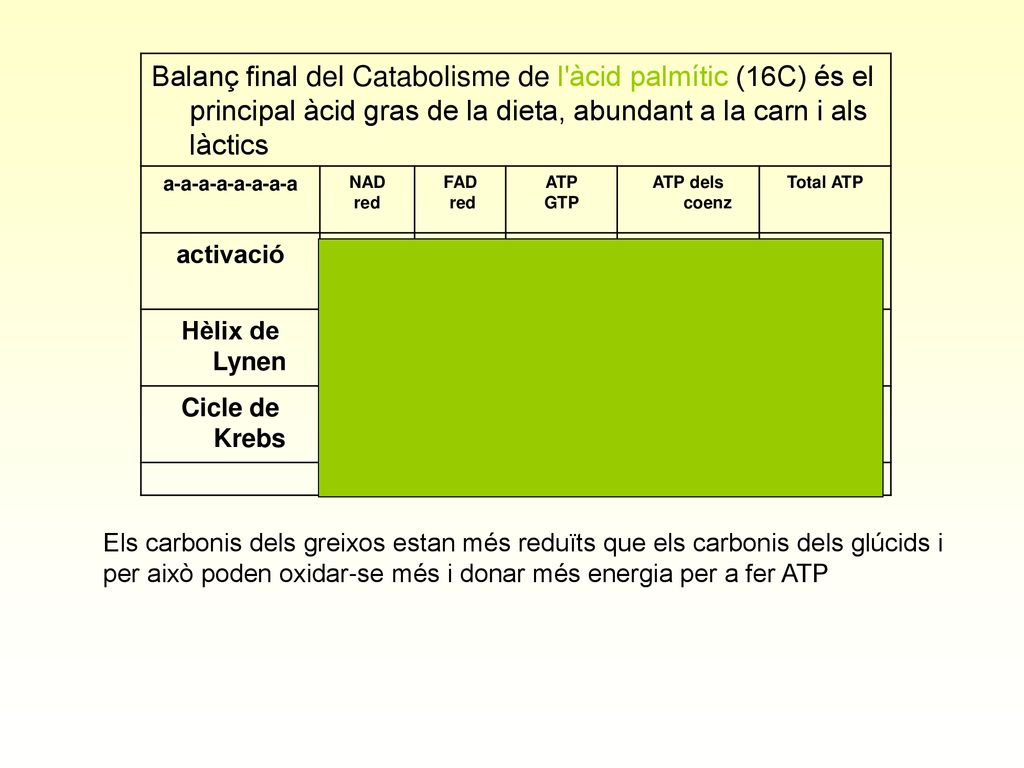 Balanç final del Catabolisme de l àcid palmític (16C) és el principal àcid gras de la dieta, abundant a la carn i als làctics