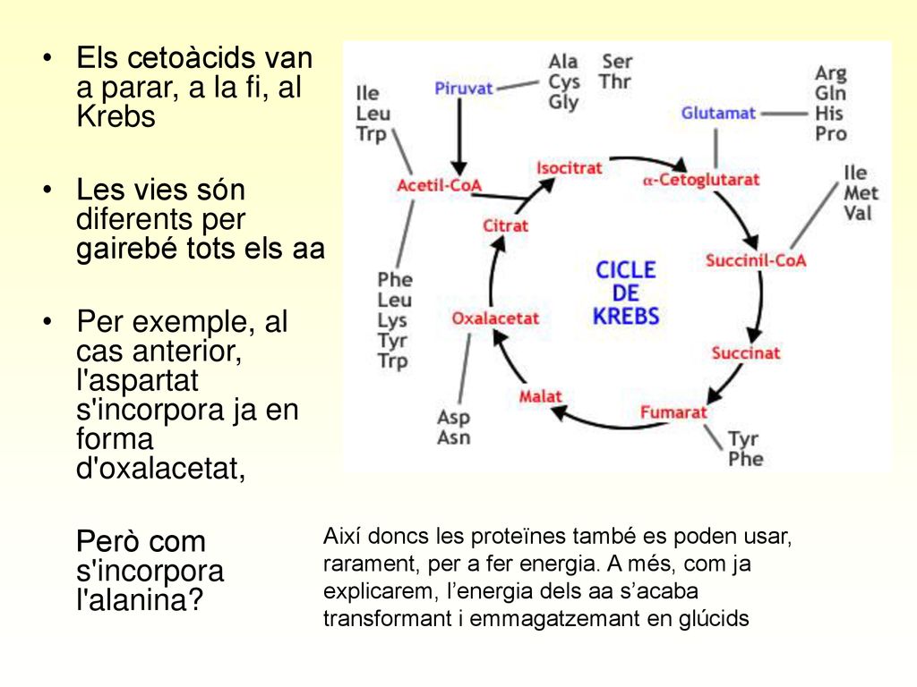 Els cetoàcids van a parar, a la fi, al Krebs