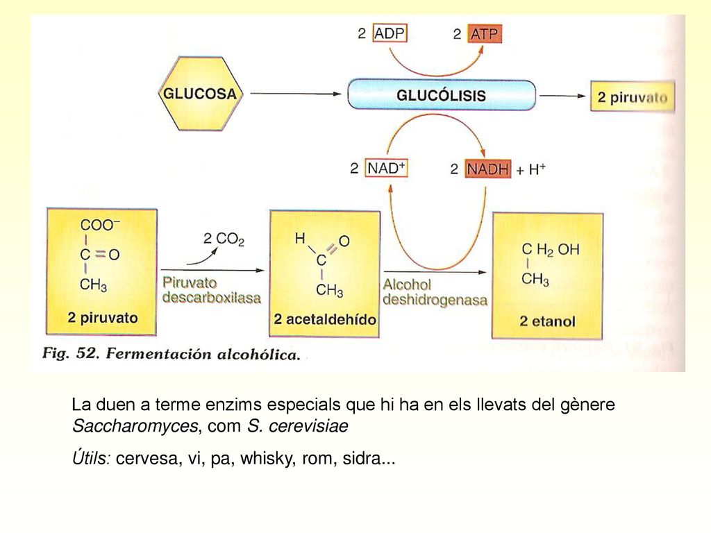 La duen a terme enzims especials que hi ha en els llevats del gènere Saccharomyces, com S. cerevisiae