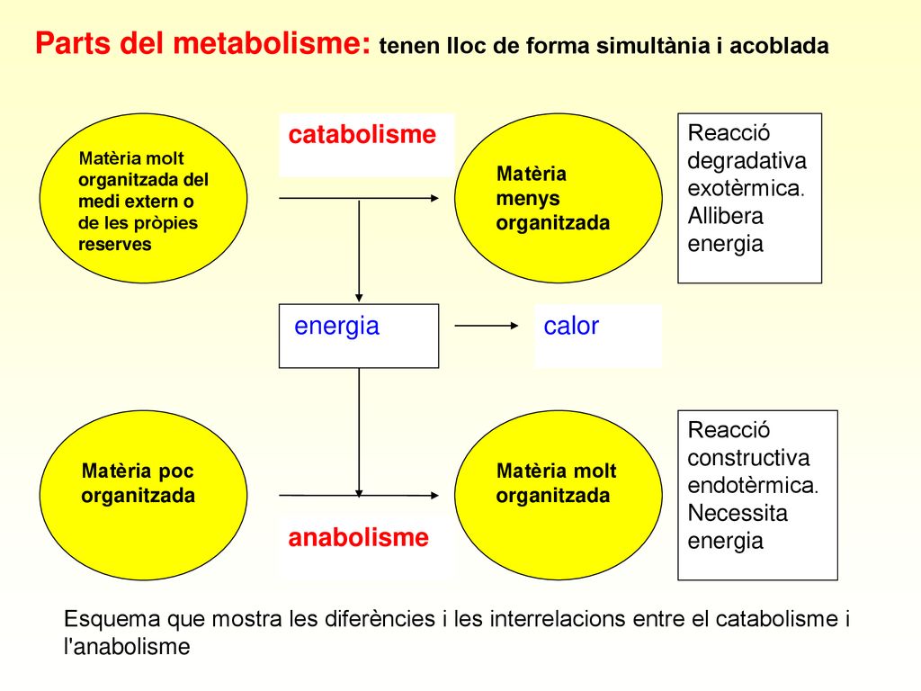 Parts del metabolisme: tenen lloc de forma simultània i acoblada