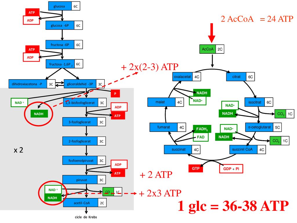+ 2x(2-3) ATP + 2 ATP + 2x3 ATP 1 glc = ATP 2 AcCoA = 24 ATP x 2