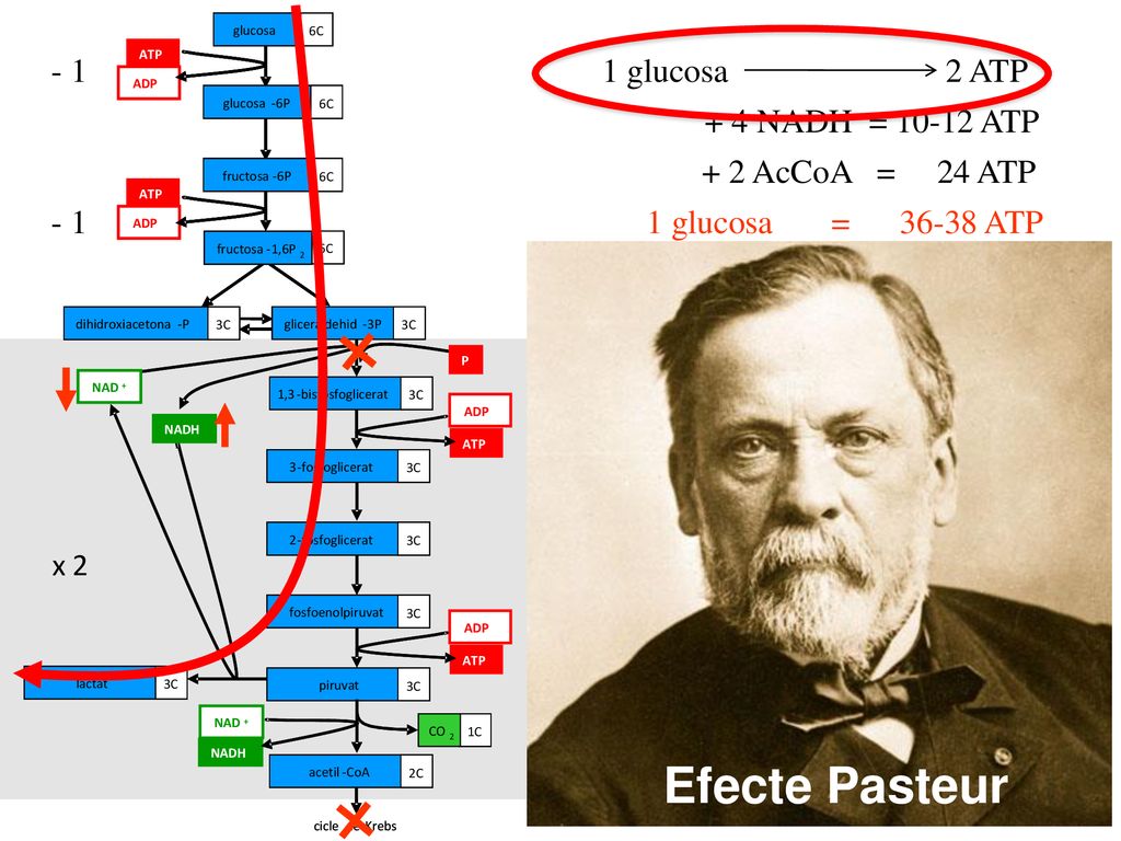 - 1 1 glucosa 2 ATP + 4 NADH = ATP + 2 AcCoA = 24 ATP - 1