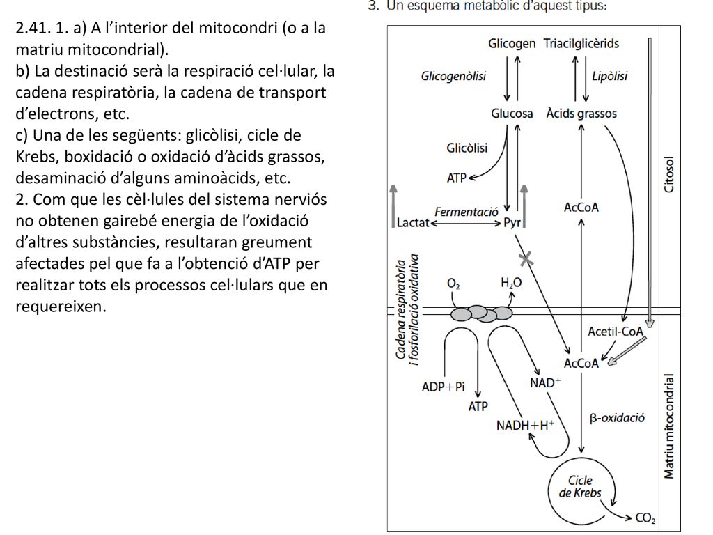 a) A l’interior del mitocondri (o a la matriu mitocondrial).