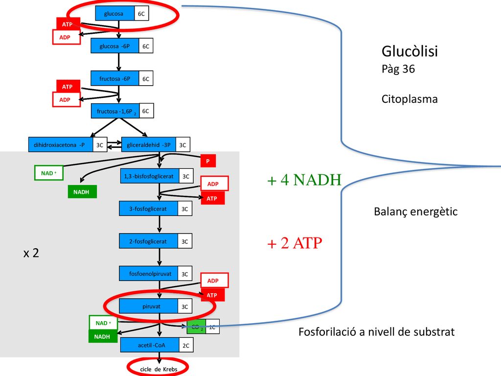 + 4 NADH + 2 ATP Glucòlisi x 2 x 2 Pàg 36 Citoplasma Balanç energètic