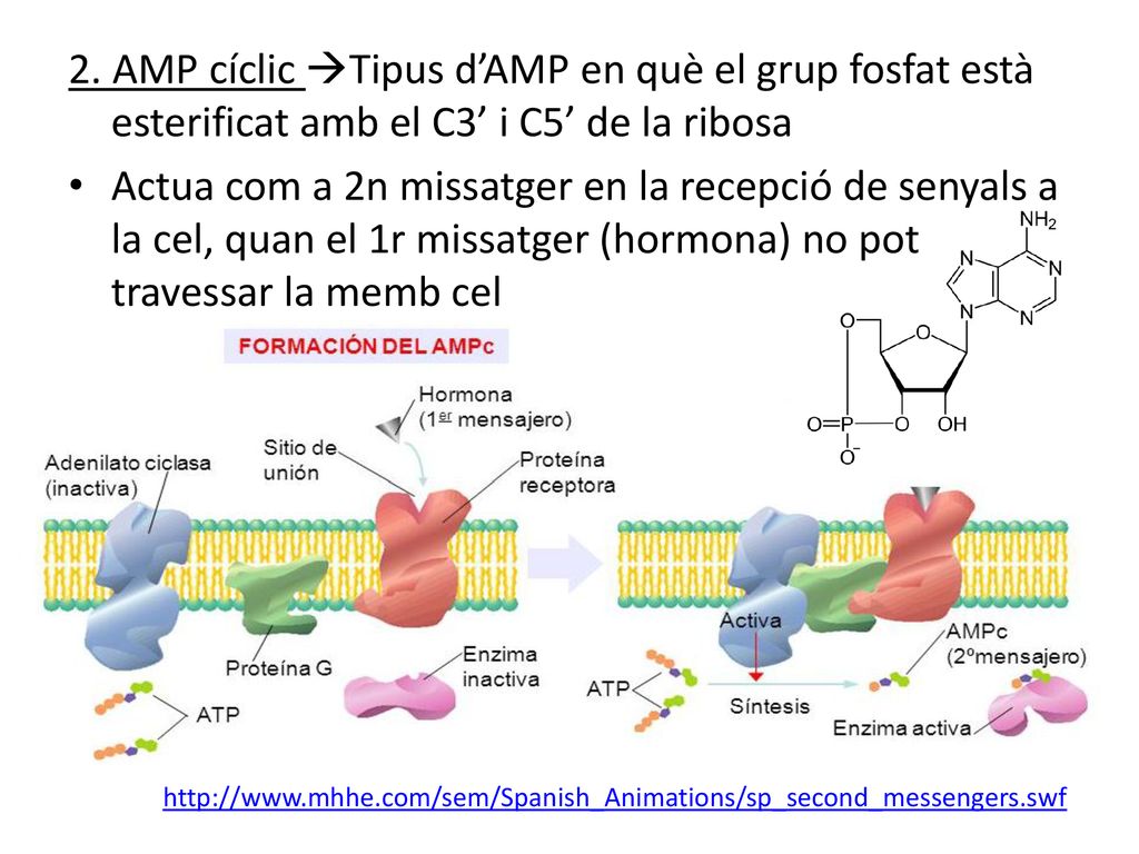 2. AMP cíclic Tipus d’AMP en què el grup fosfat està esterificat amb el C3’ i C5’ de la ribosa