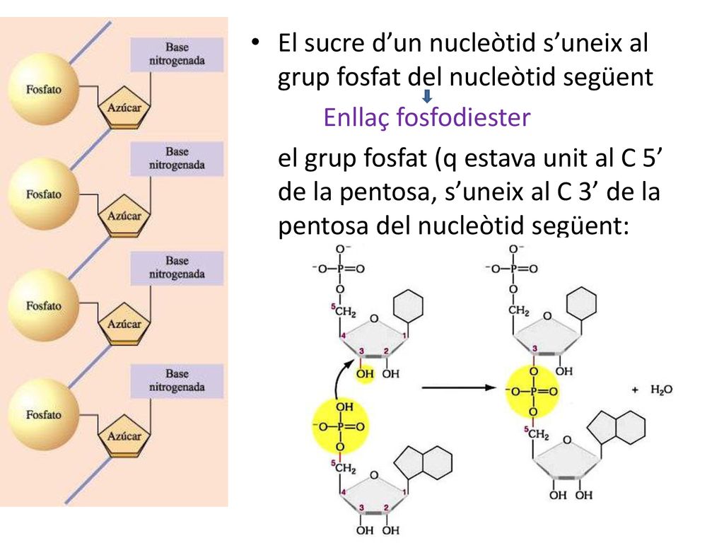 El sucre d’un nucleòtid s’uneix al grup fosfat del nucleòtid següent
