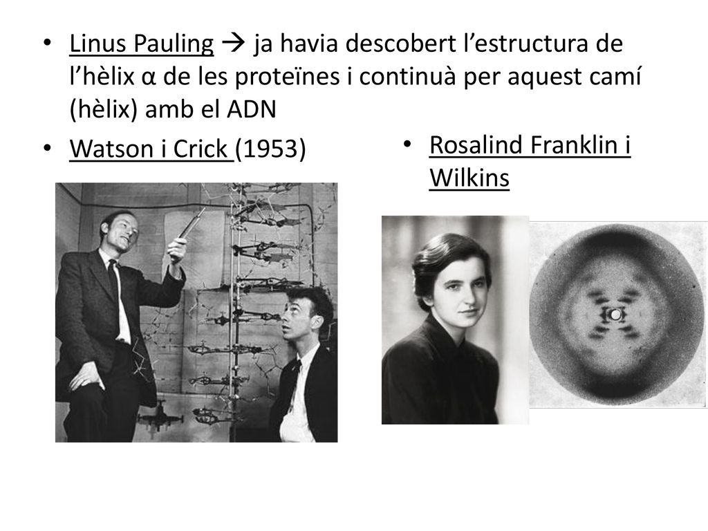 Linus Pauling  ja havia descobert l’estructura de l’hèlix α de les proteïnes i continuà per aquest camí (hèlix) amb el ADN