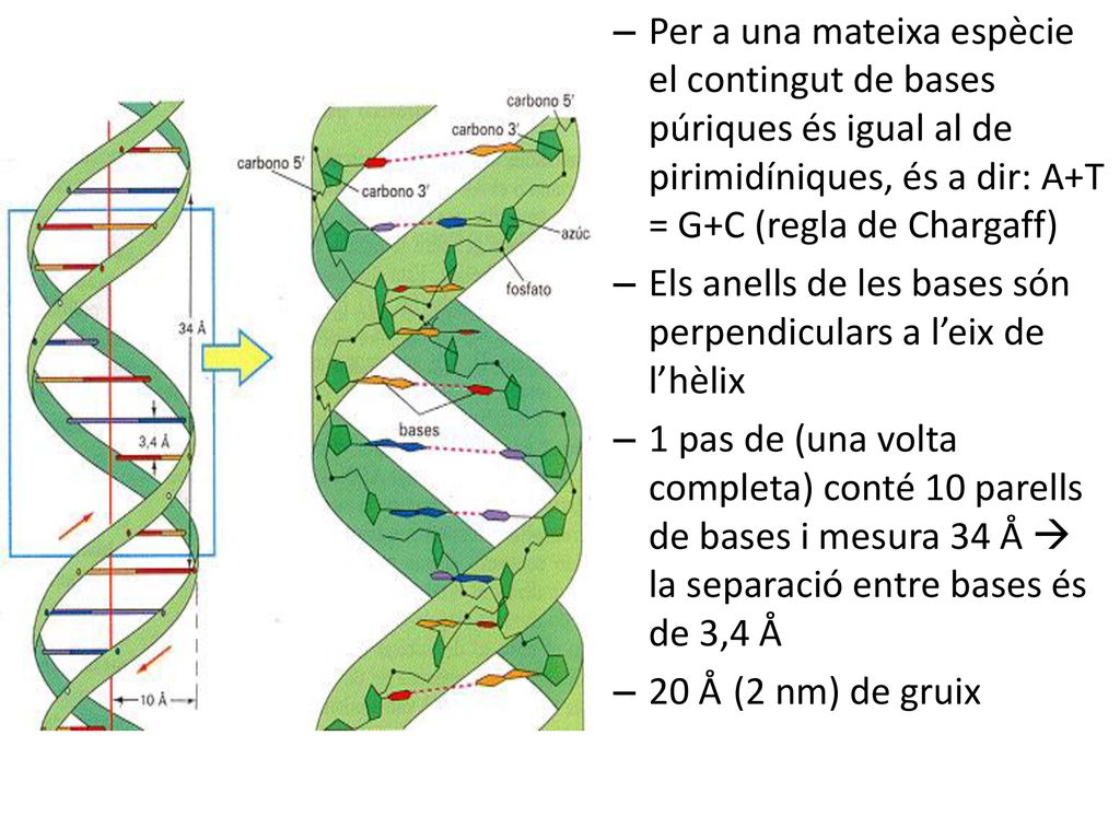 Per a una mateixa espècie el contingut de bases púriques és igual al de pirimidíniques, és a dir: A+T = G+C (regla de Chargaff)