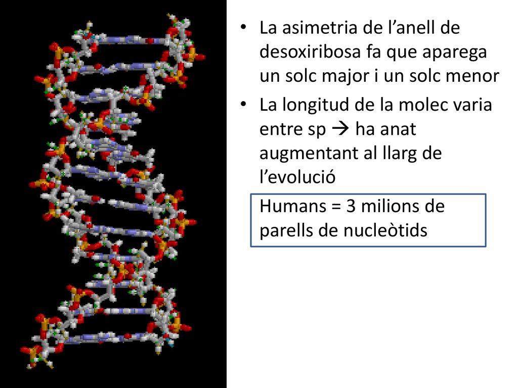 La asimetria de l’anell de desoxiribosa fa que aparega un solc major i un solc menor
