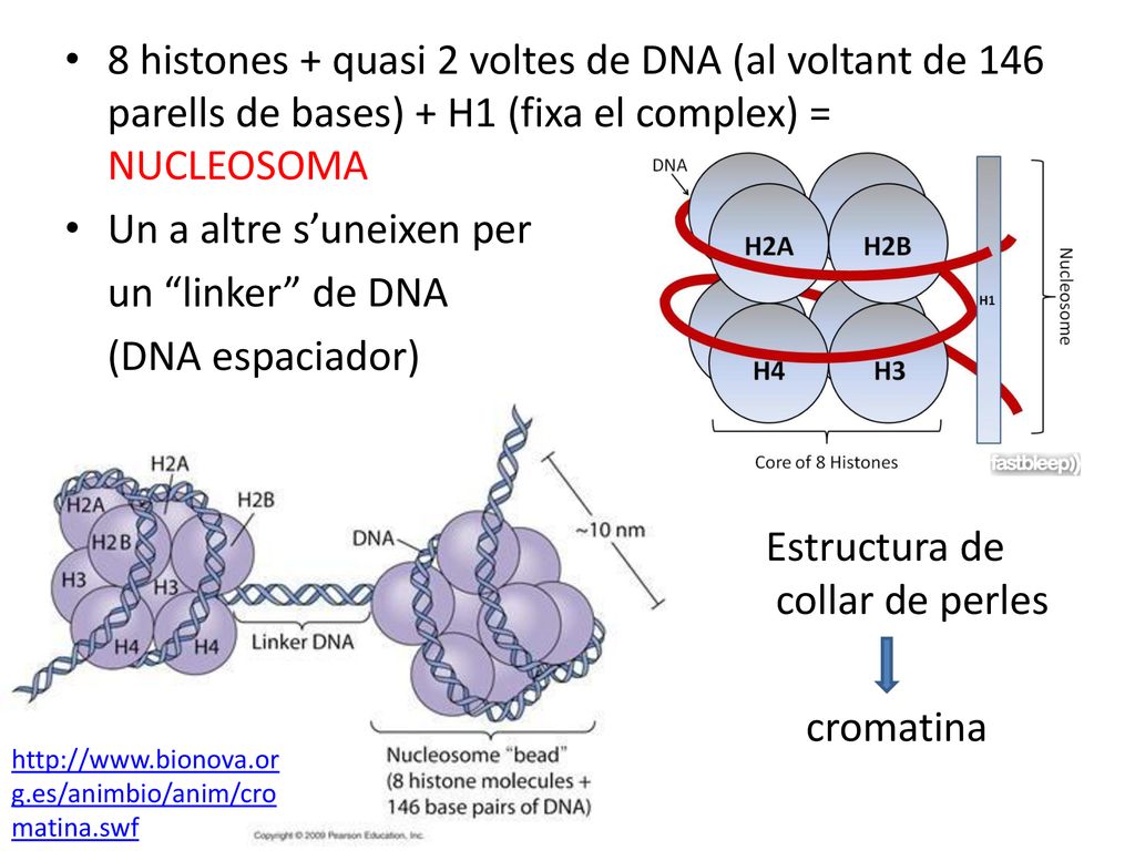Un a altre s’uneixen per un linker de DNA (DNA espaciador)