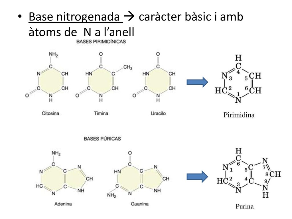 Base nitrogenada  caràcter bàsic i amb àtoms de N a l’anell