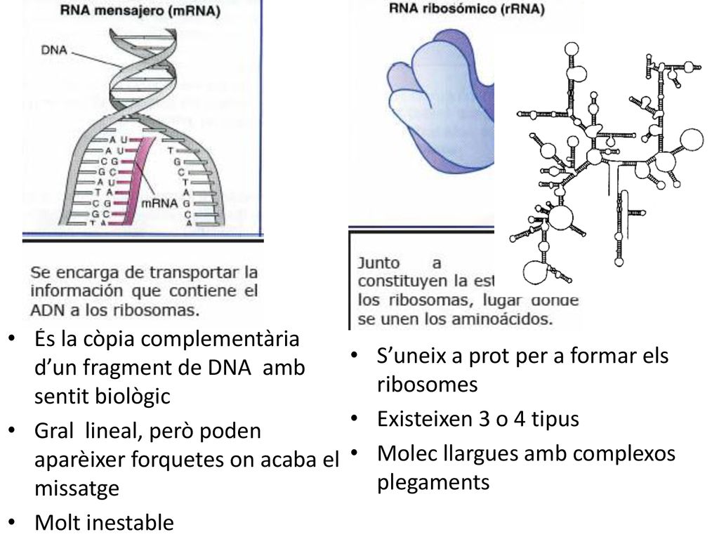 És la còpia complementària d’un fragment de DNA amb sentit biològic