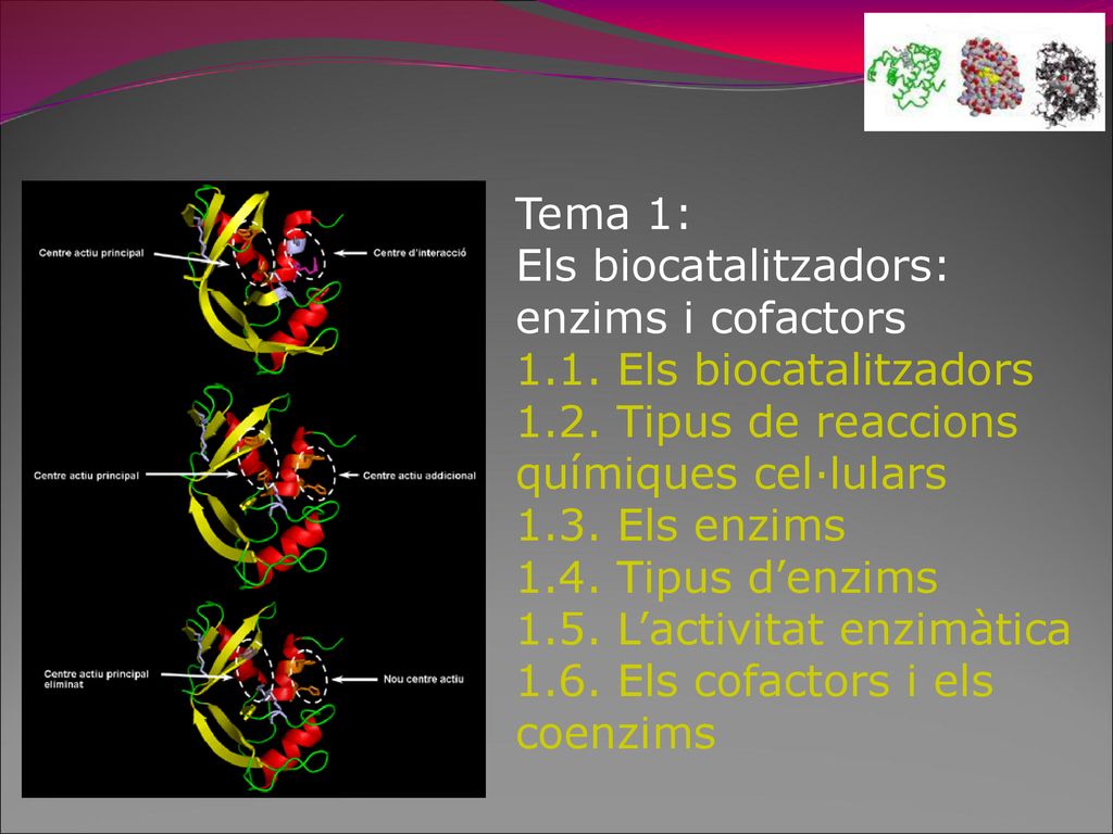 Tema 1: Els biocatalitzadors: enzims i cofactors Els biocatalitzadors Tipus de reaccions químiques cel·lulars.