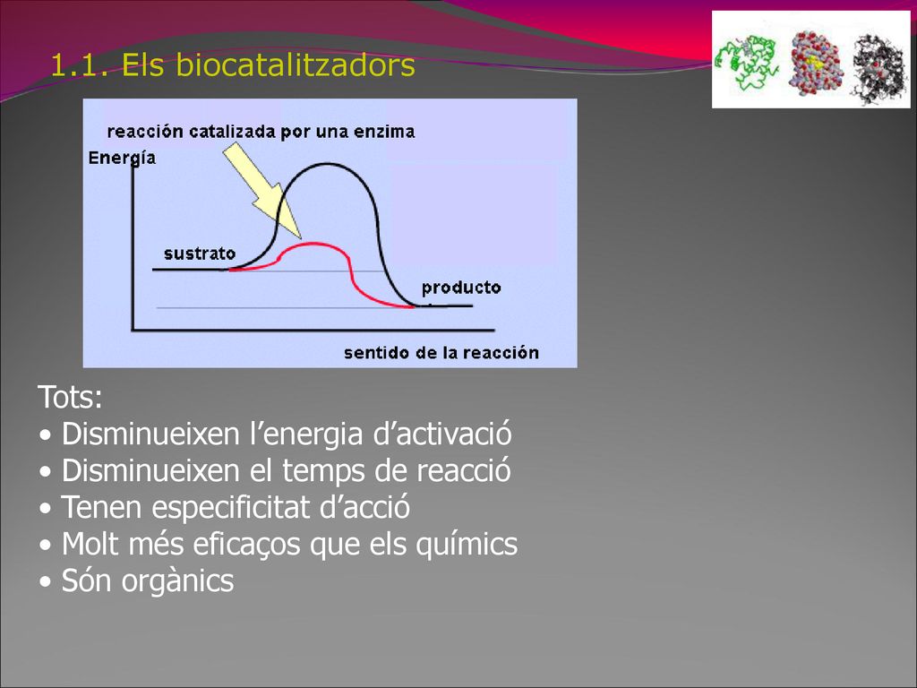 1.1. Els biocatalitzadors Tots: Disminueixen l’energia d’activació. Disminueixen el temps de reacció.