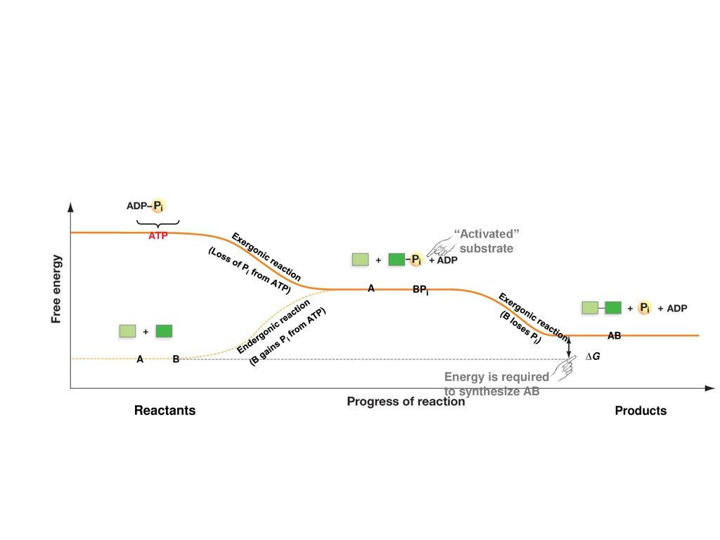 Reactants Activated substrate Energy is required to synthesize AB