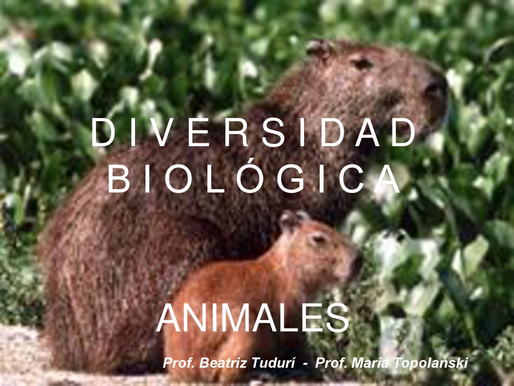 D I V E R S I D A D B I O L Ó G I C A ANIMALES