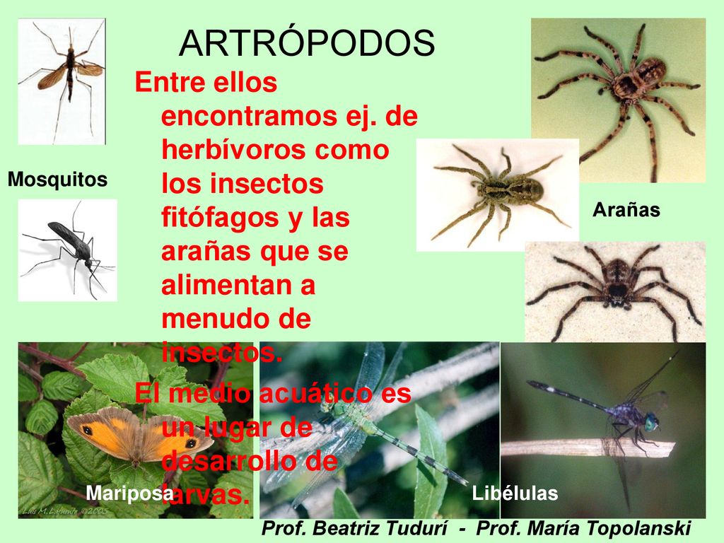 ARTRÓPODOS Entre ellos encontramos ej. de herbívoros como los insectos fitófagos y las arañas que se alimentan a menudo de insectos.