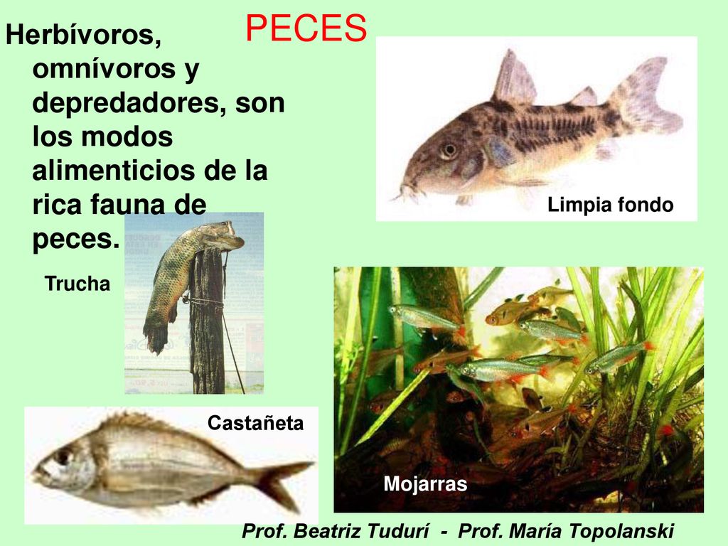 PECES Herbívoros, omnívoros y depredadores, son los modos alimenticios de la rica fauna de peces.