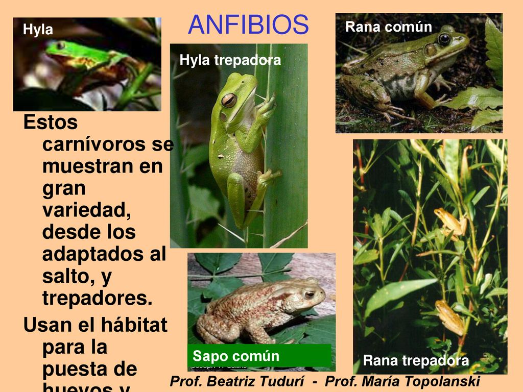 Rana común ANFIBIOS. Hyla. Hyla trepadora. Estos carnívoros se muestran en gran variedad, desde los adaptados al salto, y trepadores.