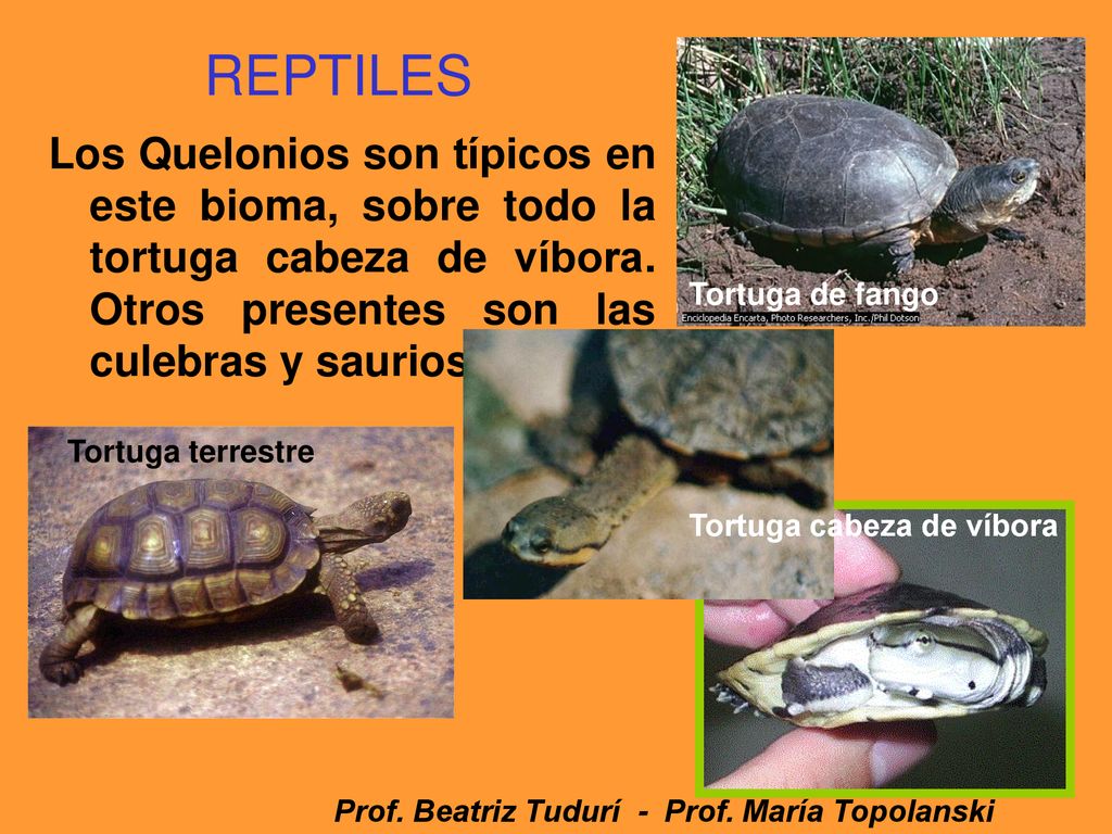 REPTILES Los Quelonios son típicos en este bioma, sobre todo la tortuga cabeza de víbora. Otros presentes son las culebras y saurios.