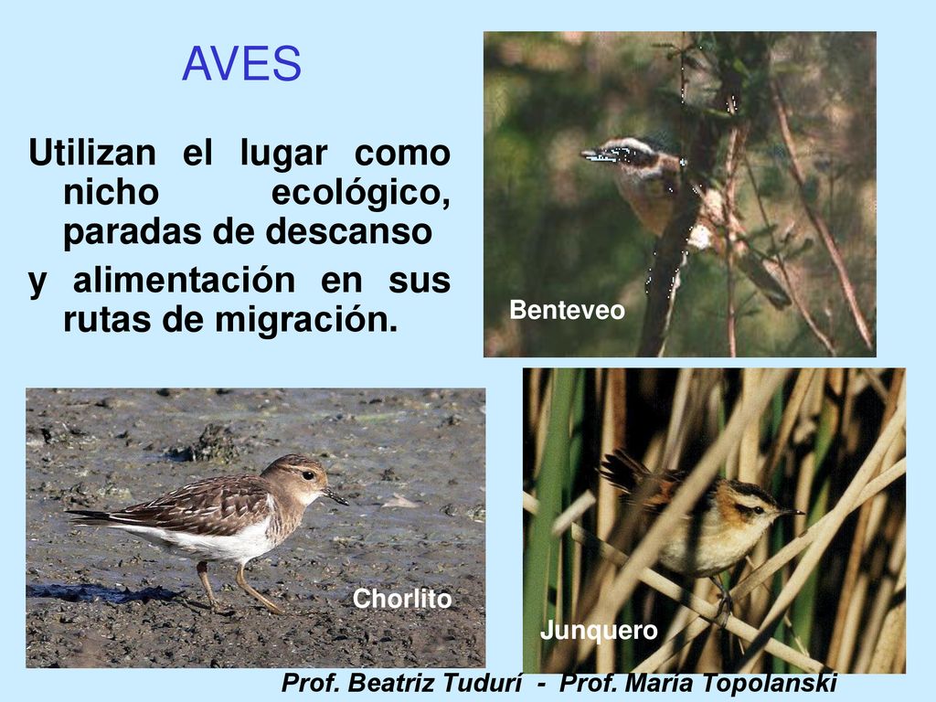 AVES Utilizan el lugar como nicho ecológico, paradas de descanso