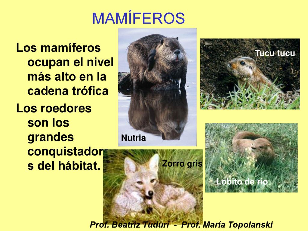 MAMÍFEROS Los mamíferos ocupan el nivel más alto en la cadena trófica