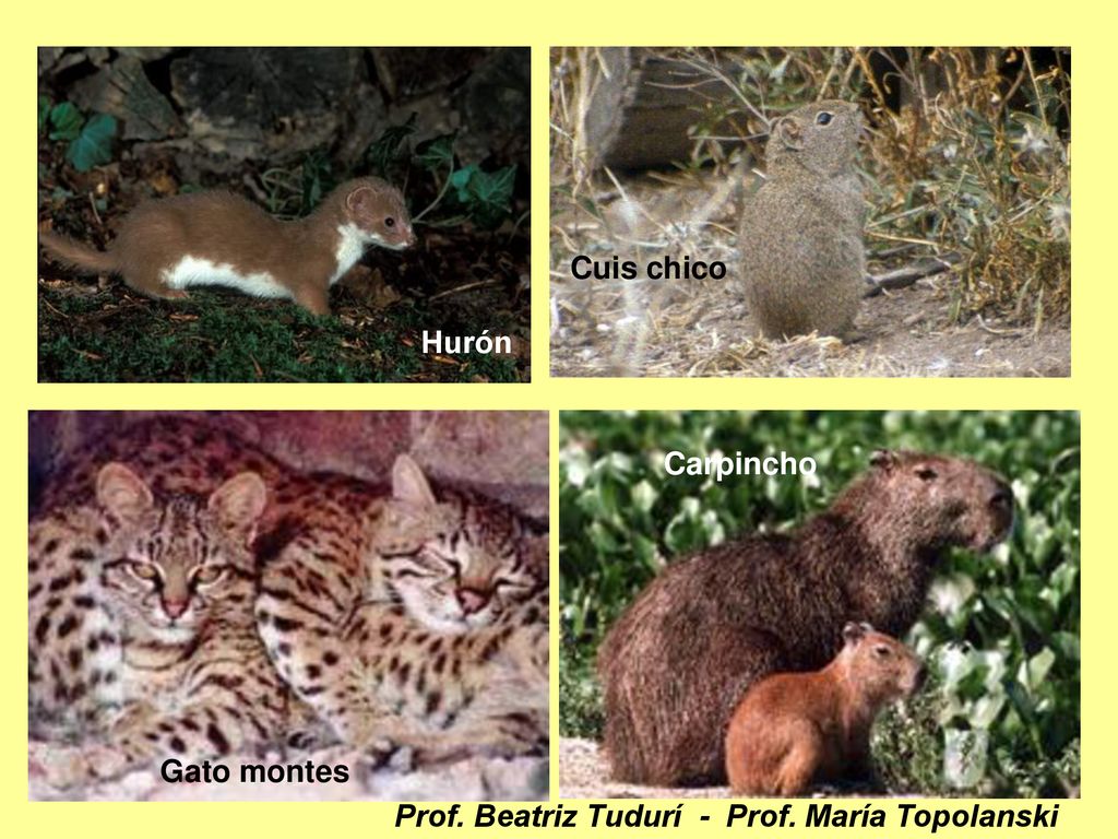 Hurón Cuis chico Carpincho Gato montes Prof. Beatriz Tudurí - Prof. María Topolanski