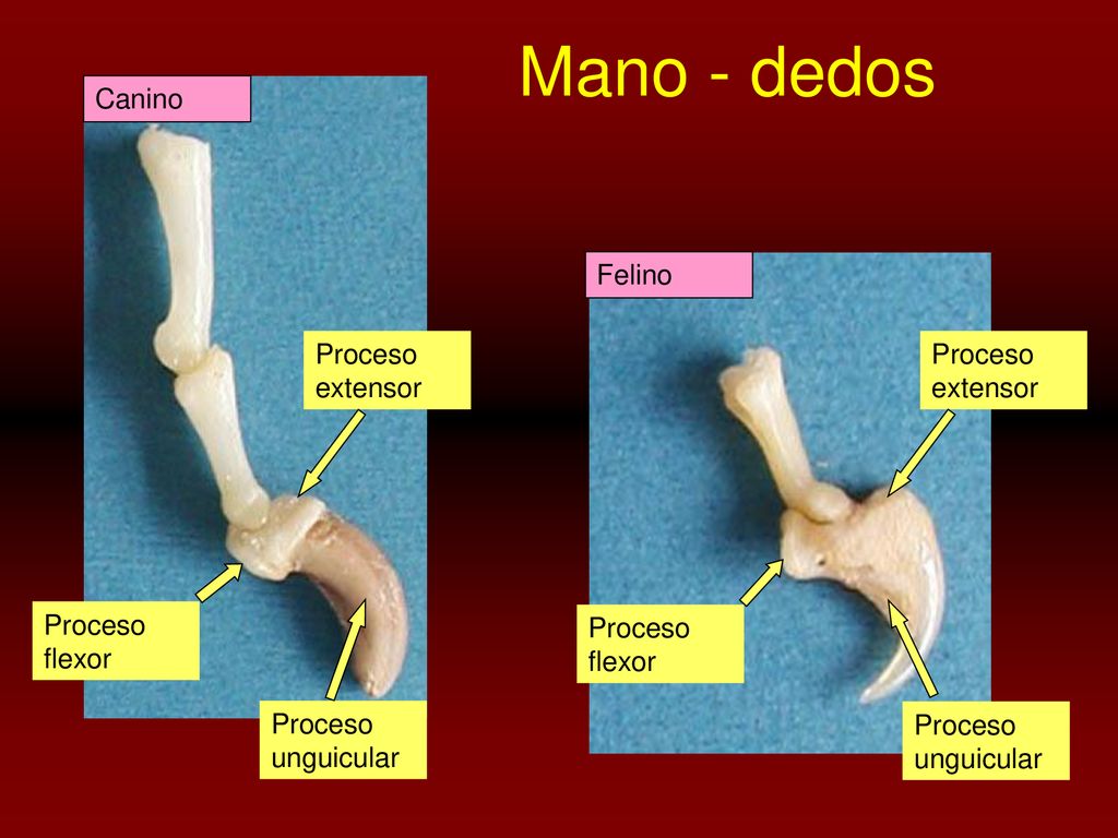 Mano - dedos Canino Felino Proceso extensor Proceso extensor
