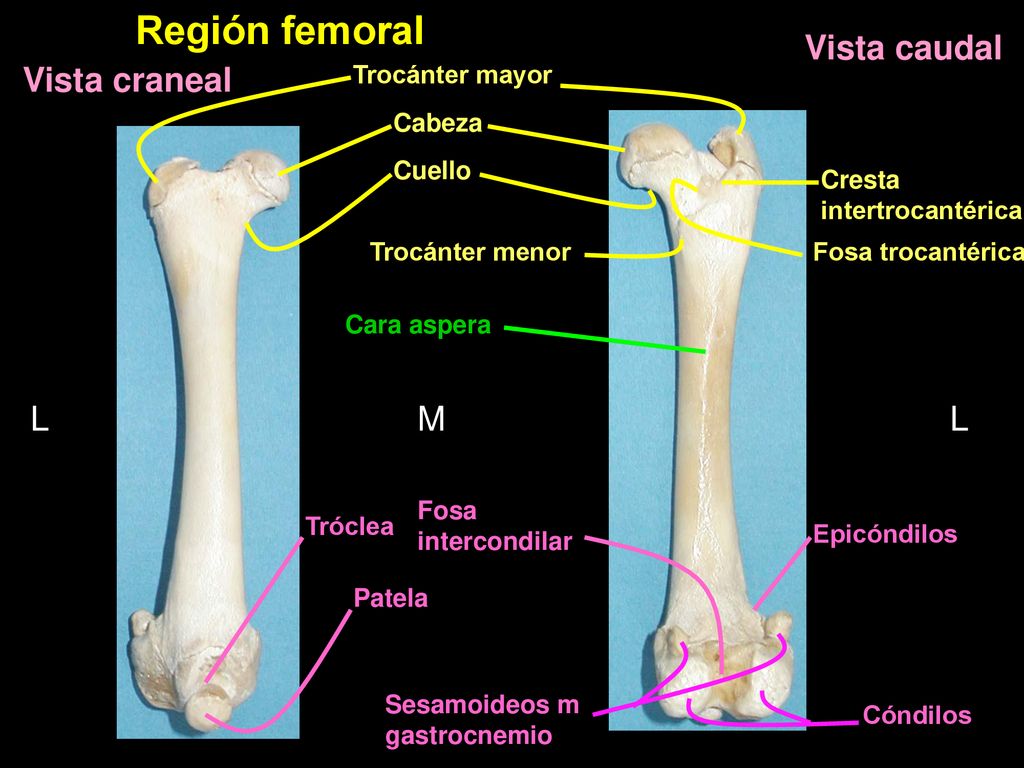 Región femoral Vista caudal Vista craneal L M L Trocánter mayor Cabeza