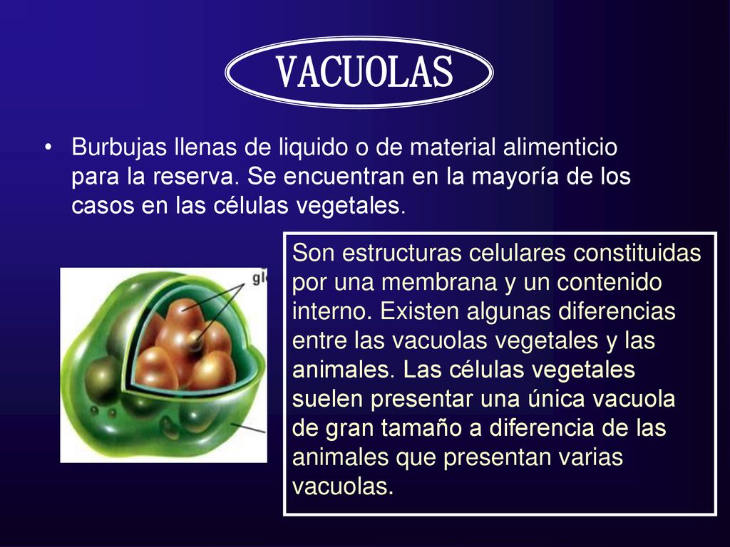 VACUOLAS Burbujas llenas de liquido o de material alimenticio para la reserva. Se encuentran en la mayoría de los casos en las células vegetales.