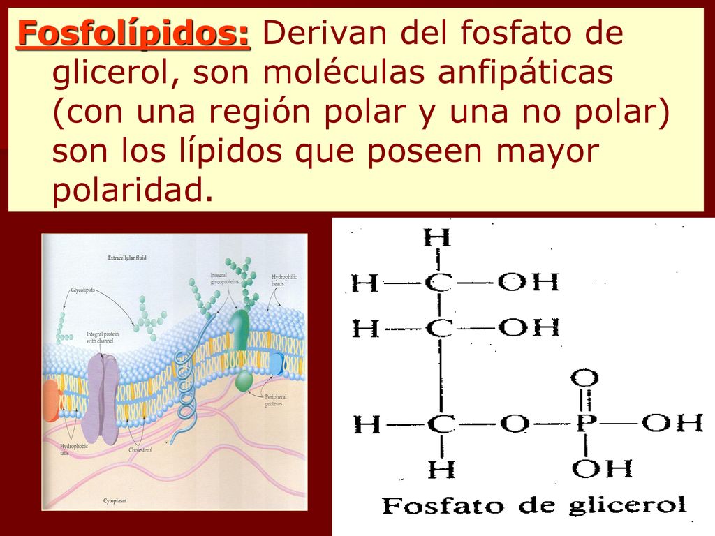 Fosfolípidos: Derivan del fosfato de glicerol, son moléculas anfipáticas (con una región polar y una no polar) son los lípidos que poseen mayor polaridad.