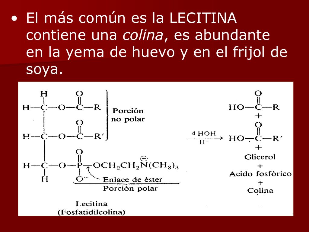 El más común es la LECITINA contiene una colina, es abundante en la yema de huevo y en el frijol de soya.