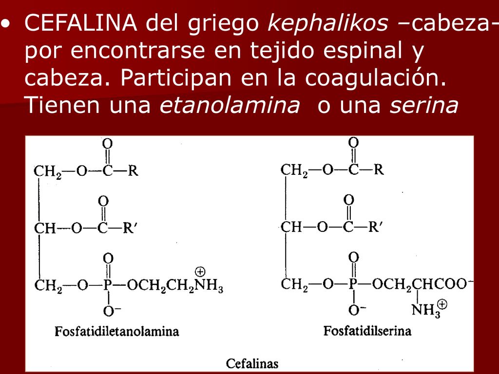 CEFALINA del griego kephalikos –cabeza-por encontrarse en tejido espinal y cabeza.