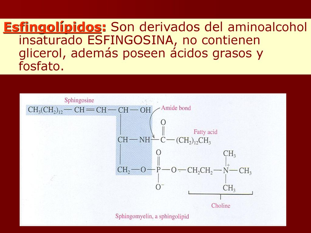 Esfingolípidos: Son derivados del aminoalcohol insaturado ESFINGOSINA, no contienen glicerol, además poseen ácidos grasos y fosfato.