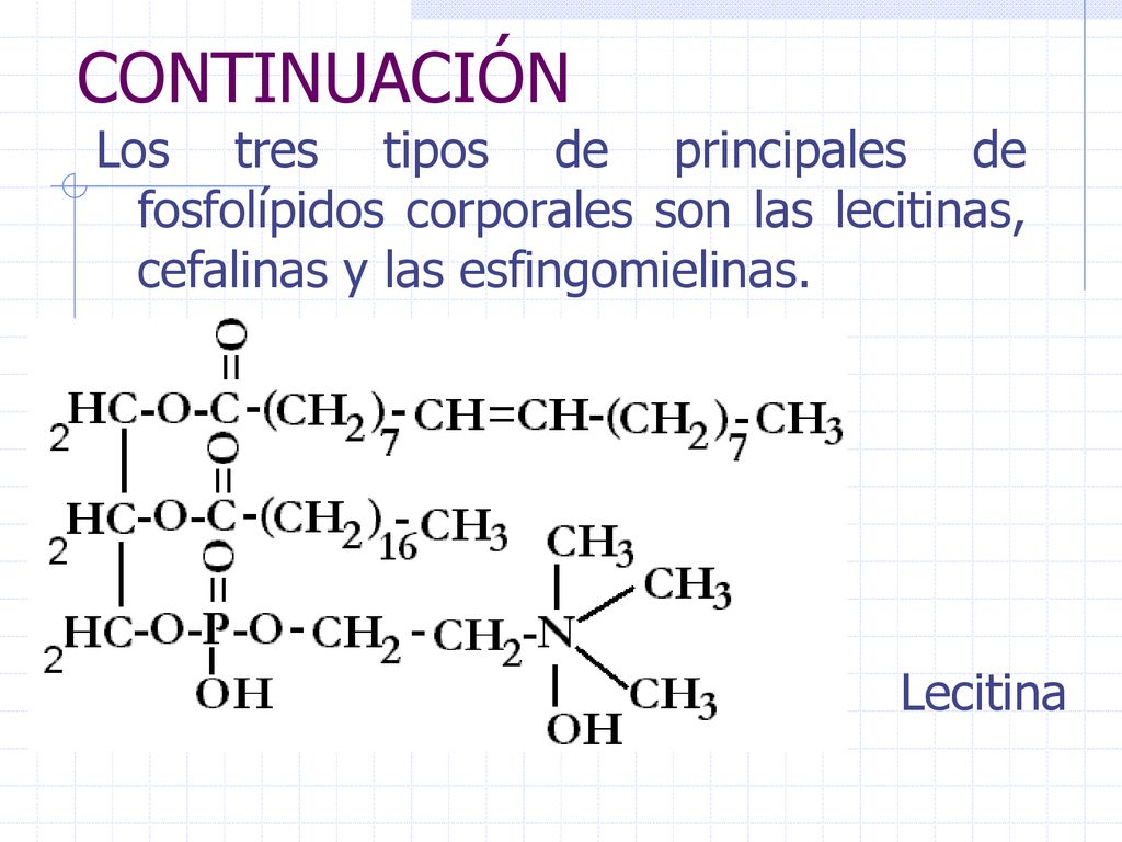 CONTINUACIÓN Los tres tipos de principales de fosfolípidos corporales son las lecitinas, cefalinas y las esfingomielinas.