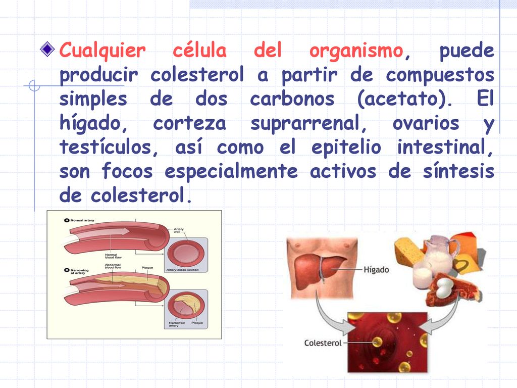 Cualquier célula del organismo, puede producir colesterol a partir de compuestos simples de dos carbonos (acetato).