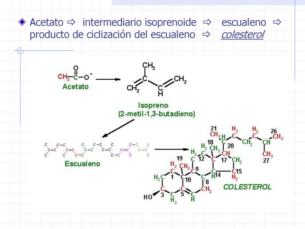Acetato  intermediario isoprenoide  escualeno  producto de ciclización del escualeno  colesterol