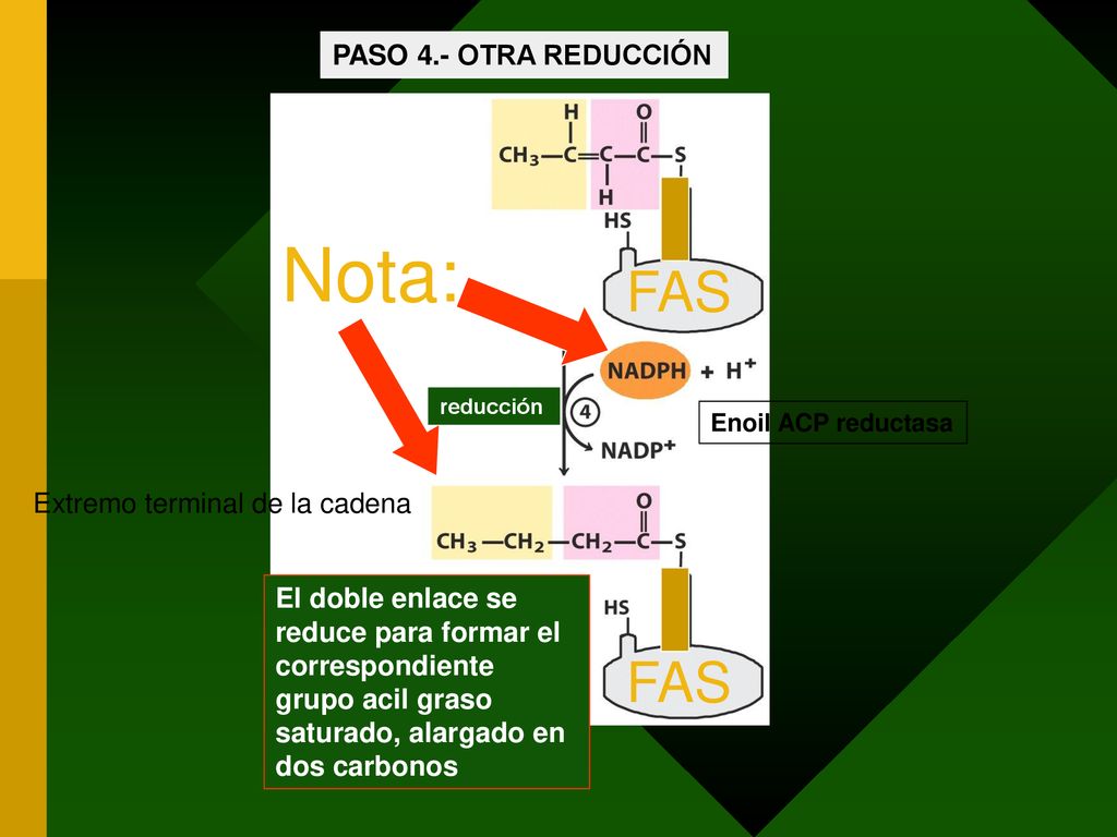 Nota: FAS FAS PASO 4.- OTRA REDUCCIÓN Extremo terminal de la cadena