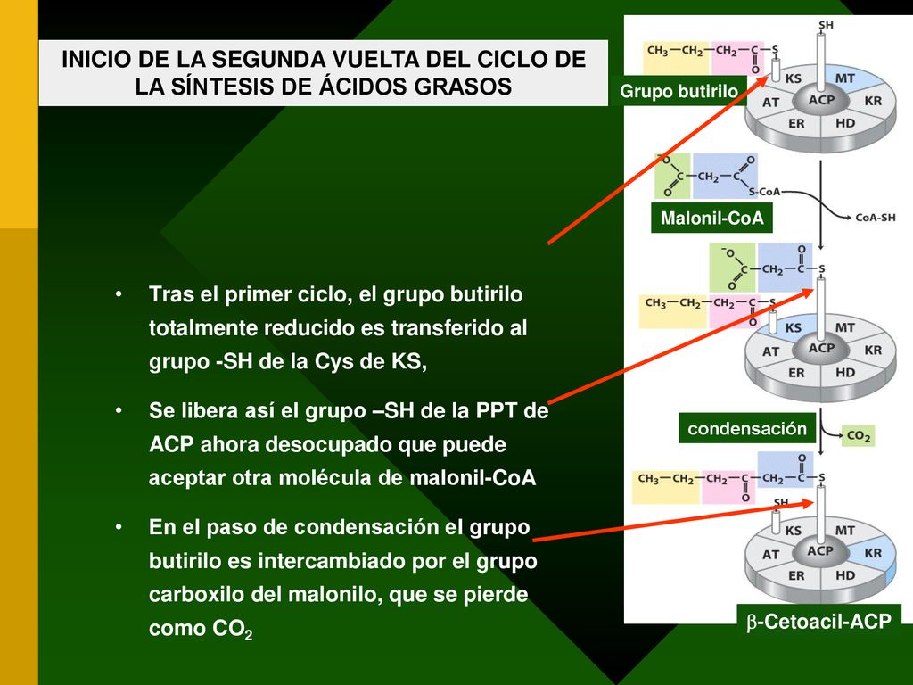 INICIO DE LA SEGUNDA VUELTA DEL CICLO DE LA SÍNTESIS DE ÁCIDOS GRASOS